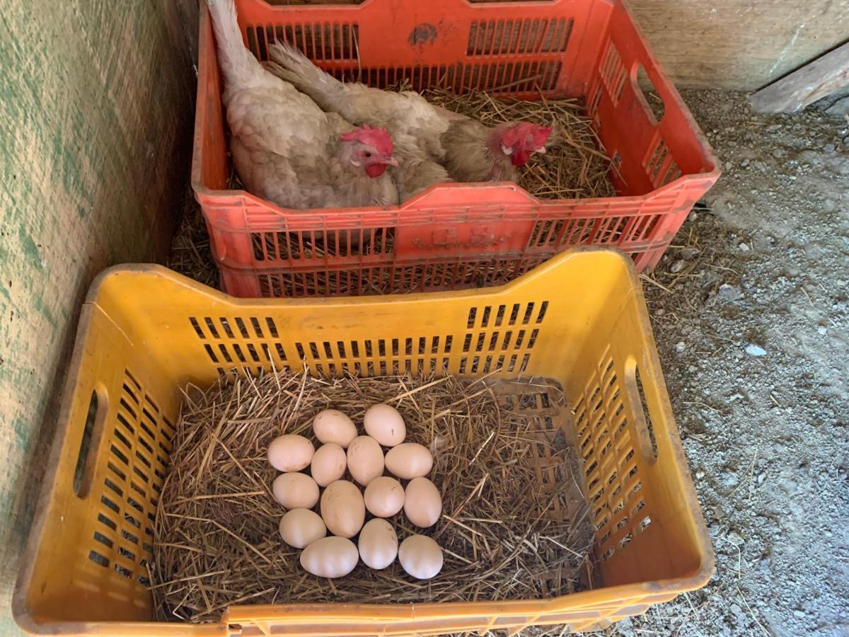 Case Coloniche Berni Impruneta Esterno foto